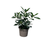 Skimmia con. Kew Green - 10 Litre