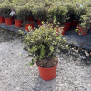 Pittosporum ten. 'Tom Thumb' - 5 Litre