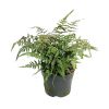 Athyrium nip. Metallicum - 5 Litre