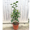 Camellia jap. 'Silver Anniversary' W - 7.5 Litre
