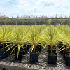 Cordyline aust. Torbay Dazzler - 15 Litre