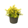 Escallonia Apple Blossom - 5 Litre