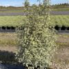 Pittosporum ten. 'Silver Queen' - 25 Litre