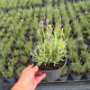 Lavender ang. 'Dwarf Blue' - 2 Litre