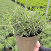 Lavender ang. 'Hidcote' - 5 Litre