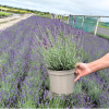 Lavender ang. 'Hidcote' - 5 Litre