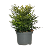 Nandina dom. Lemon Lime - 5 Litre