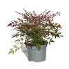 Camelia In Variety - 7.5 Litre