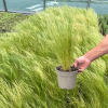 Stipa ten. 'Ponytails' - 2 Litre