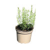 Rosmarinus off. Prostratus - 2 Litre