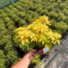 Choisya tern. 'Sundance' - 5 Litre