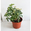 Choisya ternata - 5 Litre