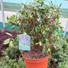 Drimys aromatica - 5 Litre