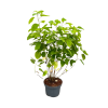 Hydrangea pan. Silver Dollar - 7.5 Litre
