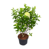 Hydrangea pan. 'Limelight' - 10 Litre