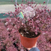 Lophomyrtus ralph. White Tiger - 5 Litre
