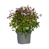Nandina dom. Flirt - 5 Litre