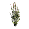 Photinia fras. 'Tosca' - 15 Litre
