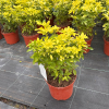 Choisya tern. 'Sundance' - 5 Litre