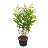 Hydrangea pan. 'Pinky Winky' - 10 Litre (Copy)