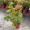 Pieris jap. 'Mountain Fire' - 5 Litre