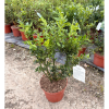 Sarcococca ruscifolia - 5 Litre