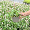 Persicaria aff. 'Darjeeling Red' - 2 Litre