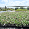 Persicaria aff. 'Darjeeling Red' - 2 Litre
