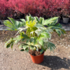 Fatsia jap. 'Spiders Web' - 5 Litre