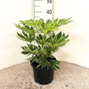 Fatsia jap. 'Spiders Web' - 5 Litre