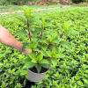 Hydrangea pan. 'Wims Red' - 5 Litre
