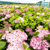 Hydrangea arb. 'Pink Annabelle' - 5 Litre