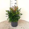 Nandina dom. 'Gulf Stream' - 5 Litre
