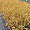 Phormium Golden Ray - 5 Litre