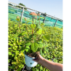 Hydrangea arb. Pink Annabelle - 5 Litre