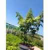 Hydrangea pan. 'Sundae Fraise' - 7.5 Litre
