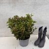 Viburnum tinus - 7.5 Litre