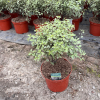 Pittosporum ten. 'Silver Queen' - 5 Litre