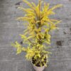 Taxus baccata - 5 Litre
