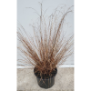 Carex buccananii - 5 Litre