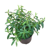 Cistus purp. Alan Fradd - 5 Litre