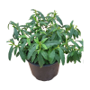 Cistus purpurea - 5 Litre