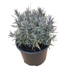 Lavender ang. Munstead - 5 Litre