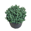 Hebe rakaiensis - 5 Litre