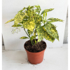 Aucuba jap. Gold King - 5 Litre