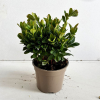 Euphorbia amygdal. Robbiae - 2 Litre