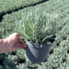 Lavender int. 'Grosso' - 5 Litre
