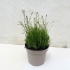 Lavender ang. Dwarf Blue - 5 Litre