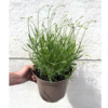 Lavender ang. 'Dwarf Blue' - 7.5 Litre