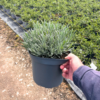 Lavender int. 'Grosso' - 5 Litre